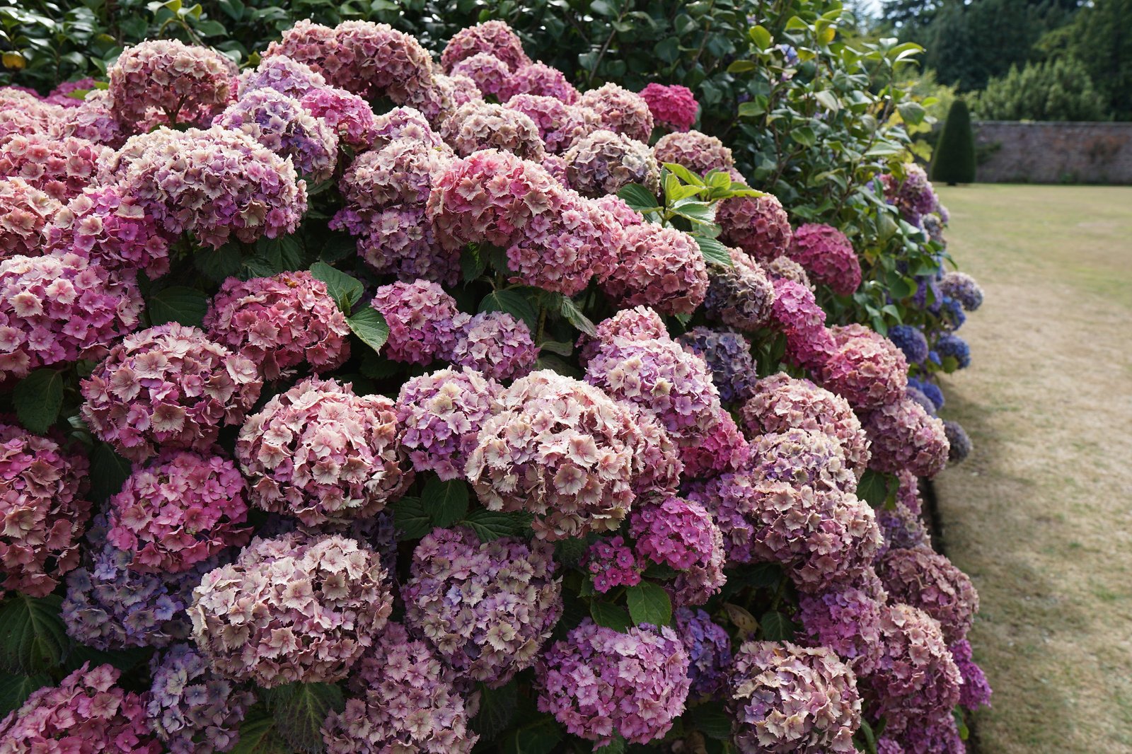 Hydrangeas at Powerscourt Estate, Ireland