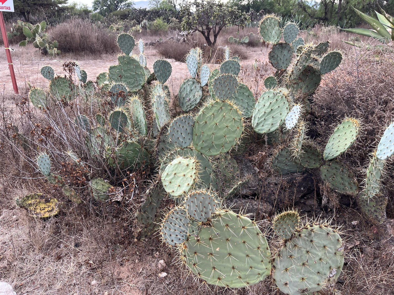 54586493282_6f32291c2b_4k