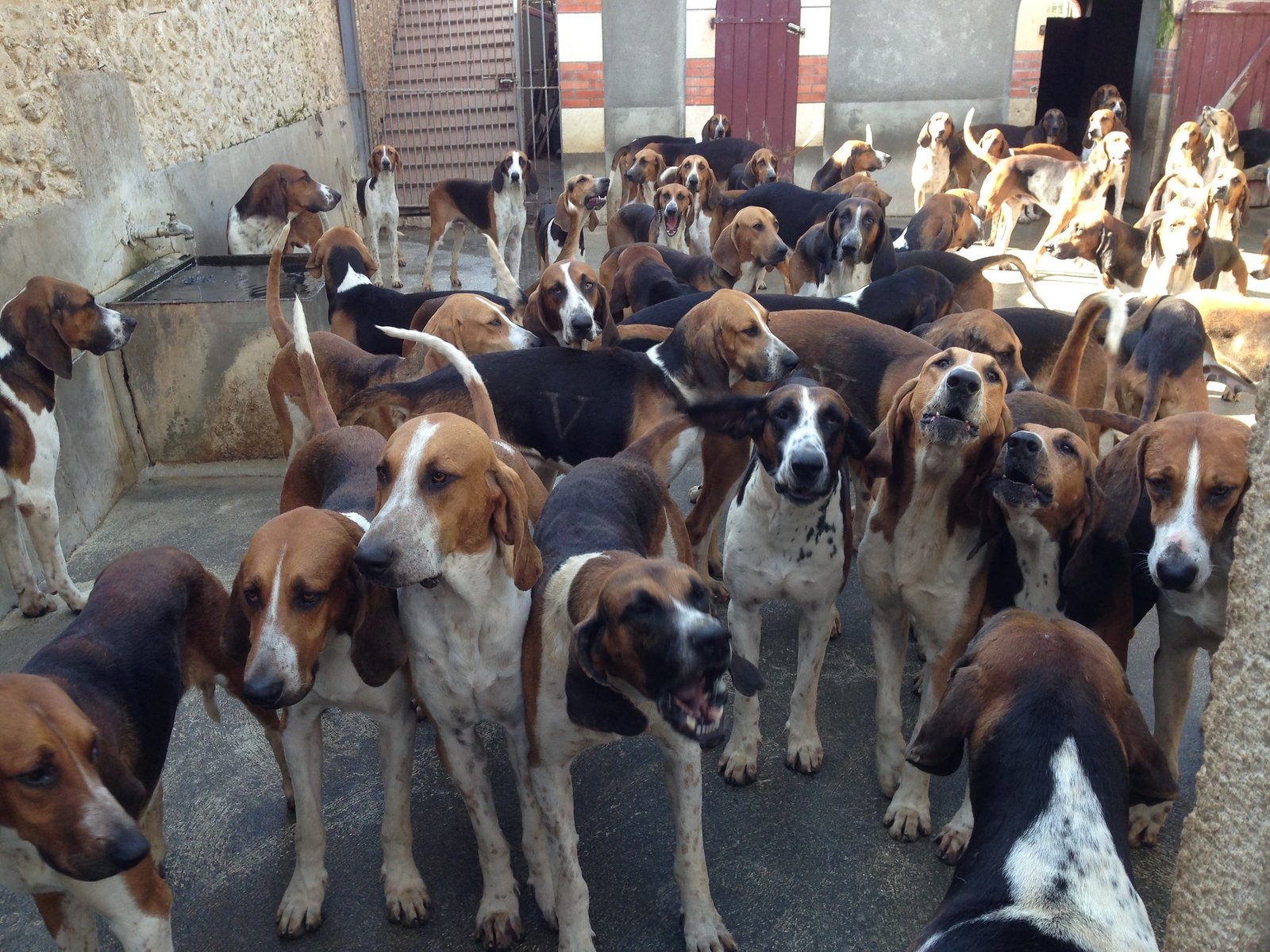 29363171114_459232691c_k