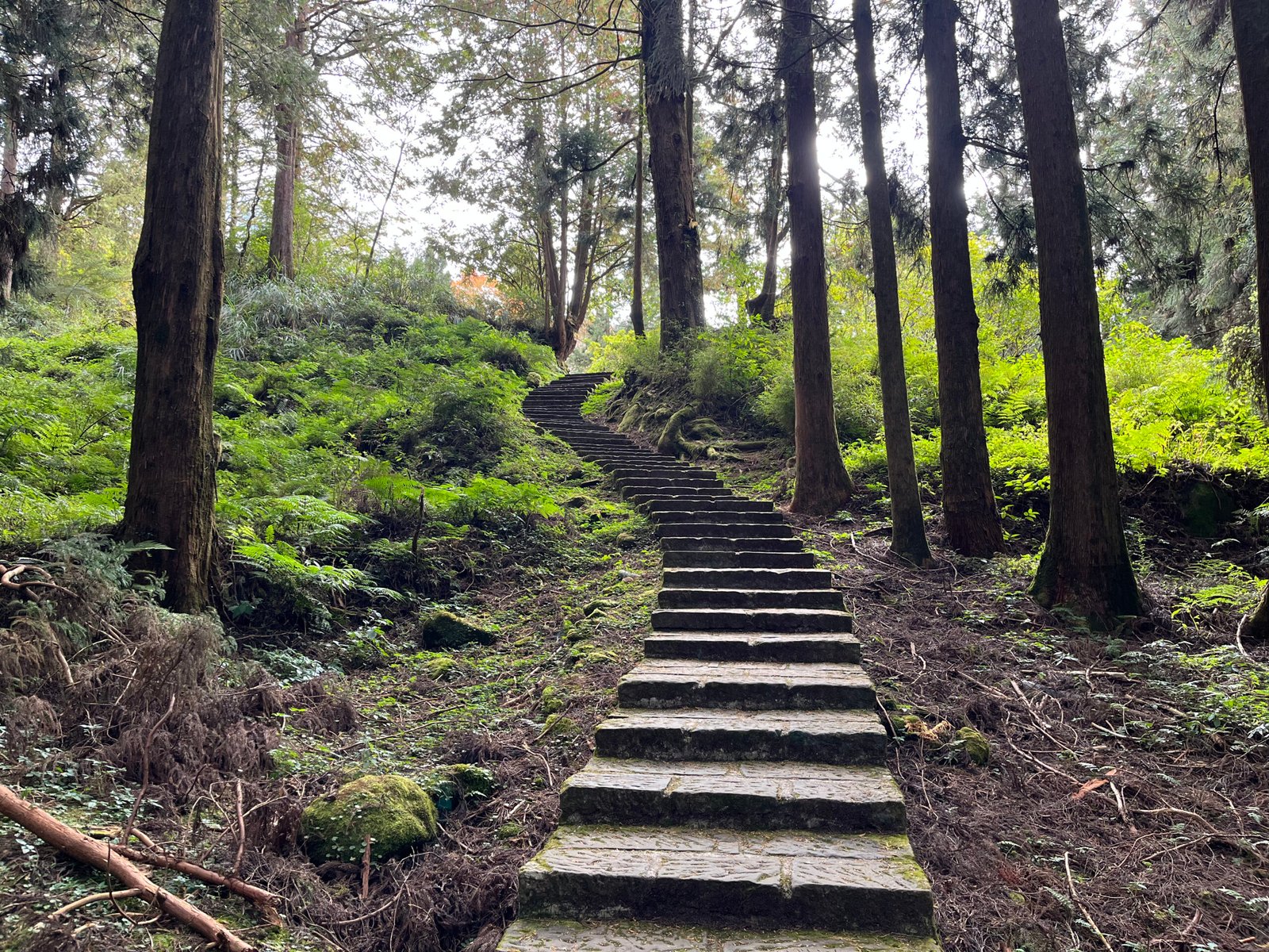 55044897084_8d4064a109_o