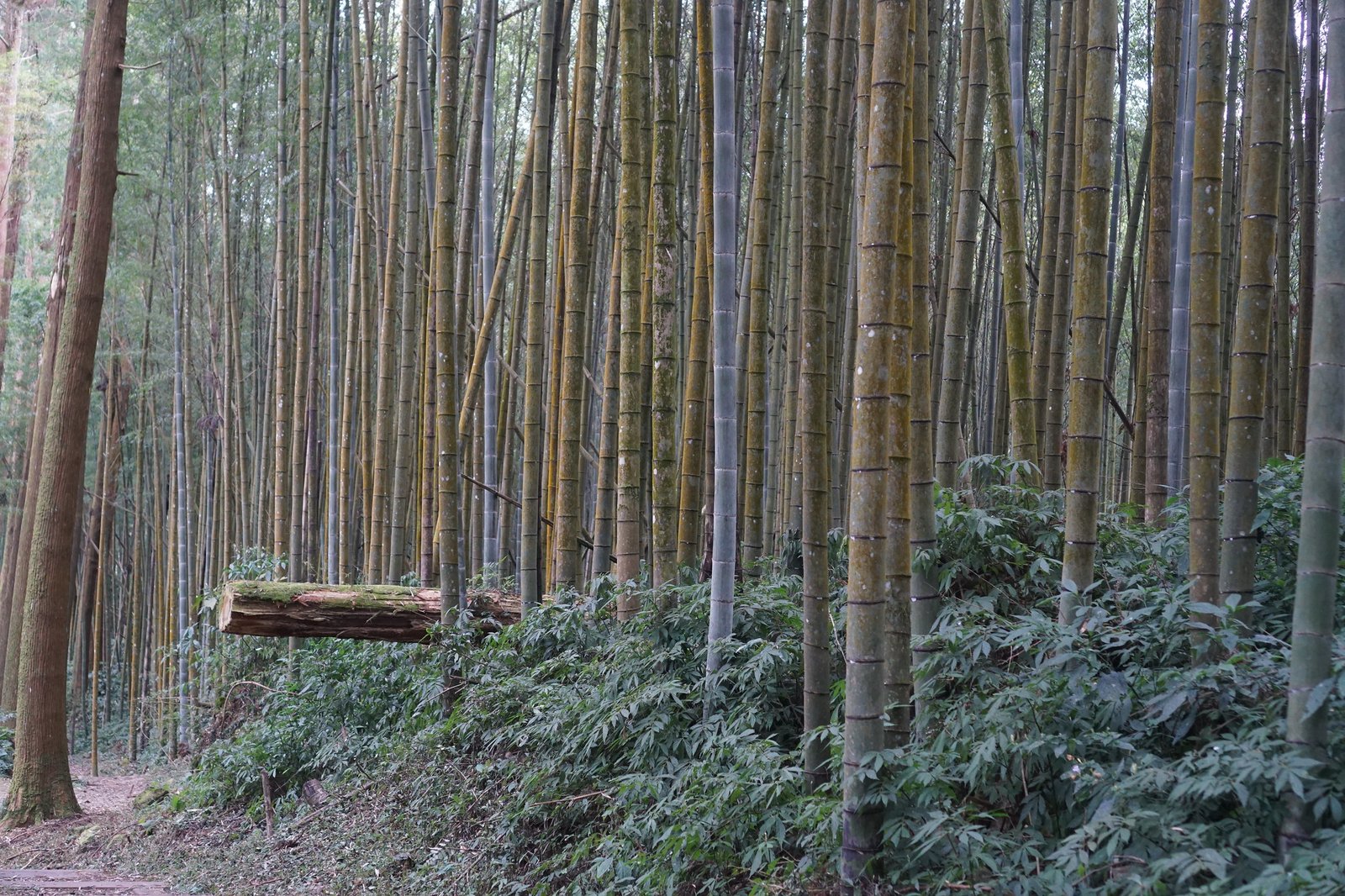 55044082673_94e1e0eb86_k